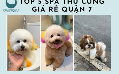 TOP 5 SPA THÚ CƯNG GIÁ RẺ Ở QUẬN 7