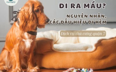 THÚ CƯNG ĐI NGOÀI RA MÁU: NGUYÊN NHÂN VÀ CÁC DẤU HIỆU ĐI KÈM