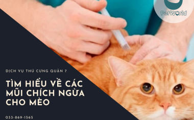 TÌM HIỂU VỀ CÁC MŨI TIÊM PHÒNG CHO MÈO