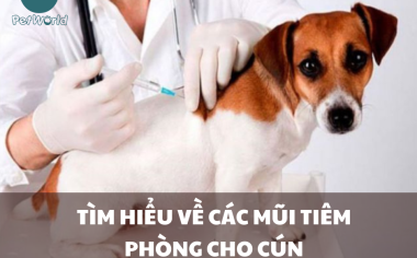 TÌM HIỂU VỀ CÁC MŨI TIÊM PHÒNG CHO CÚN