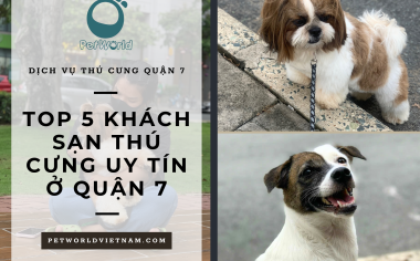 TOP 5 KHÁCH SẠN THÚ CƯNG UY TÍN Ở QUẬN 7