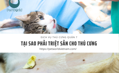 TẠI SAO PHẢI TRIỆT SẢN Ở THÚ CƯNG