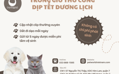 DỊCH VỤ TRÔNG GIỮ THÚ CƯNG DỊP TẾT DƯƠNG LỊCH 2025 TẠI PETWORLD