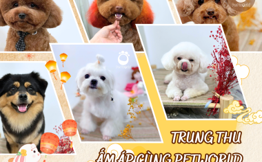 TRUNG THU ẤM ÁP CÙNG PETWORLD – TRAO YÊU THƯƠNG CHO THÚ CƯNG