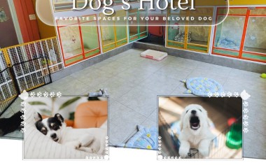 Khách sạn thú cưng - Trông giữ thú cưng Pet hotel  ở Phú Mỹ Hưng quận 7 - đưa đón miễn phí tận nơi
