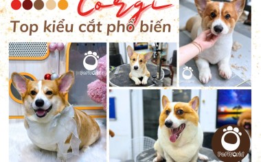 TOP 5 NHỮNG KIỂU CẮT CỦA CORGI